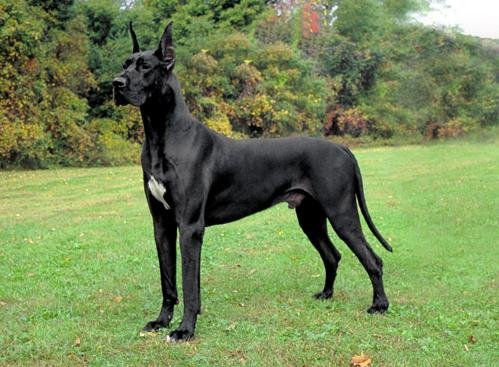 4Aom3TbadnNA-Gran-Danes_grande.jpg